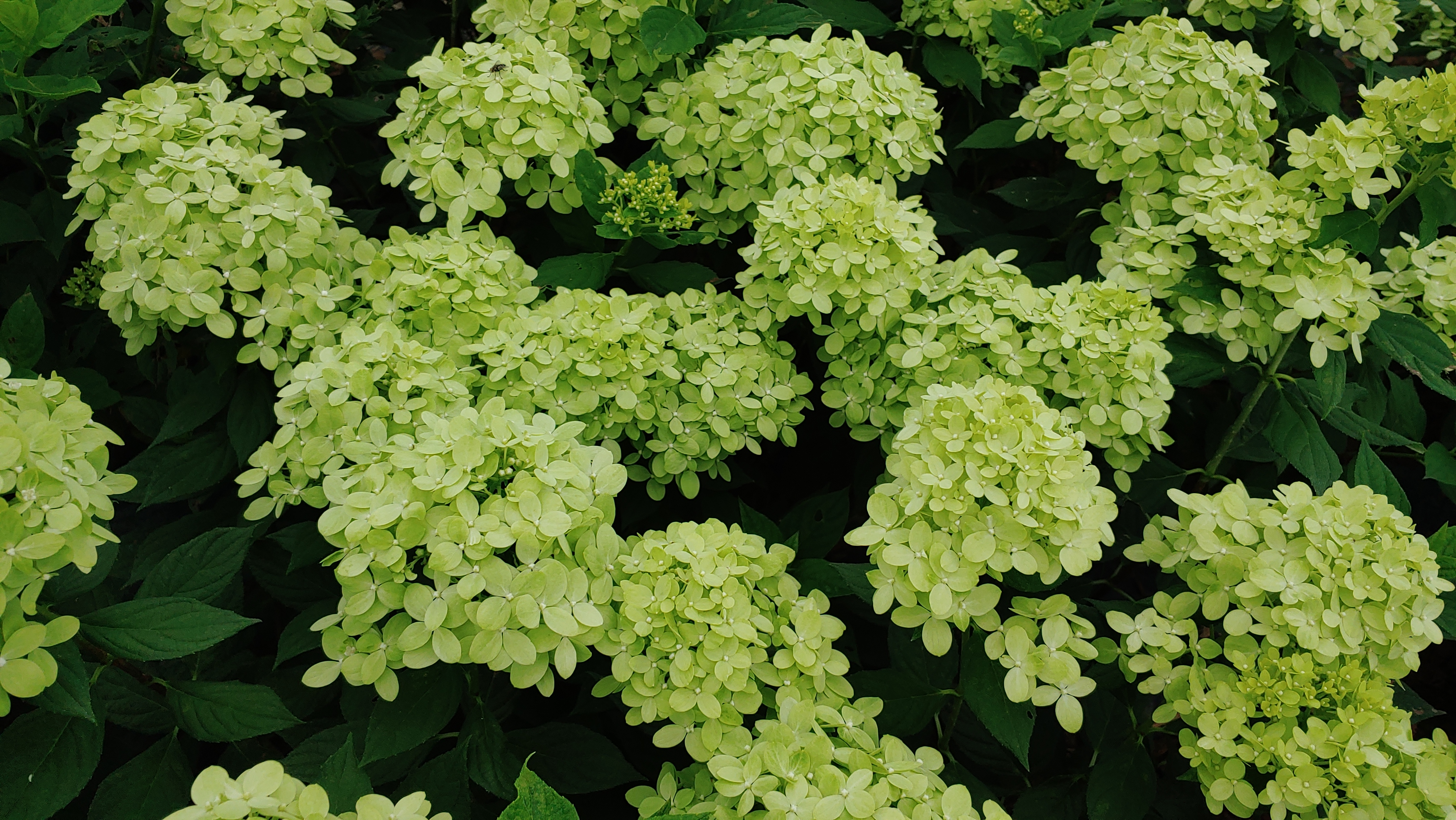 Hydrangea paniculata 'Little Lime'